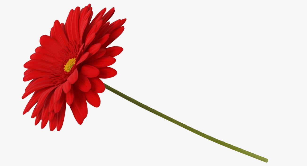 3D Red Gerbera Flower model