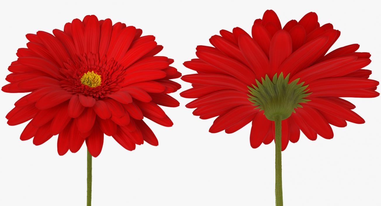 3D Red Gerbera Flower model