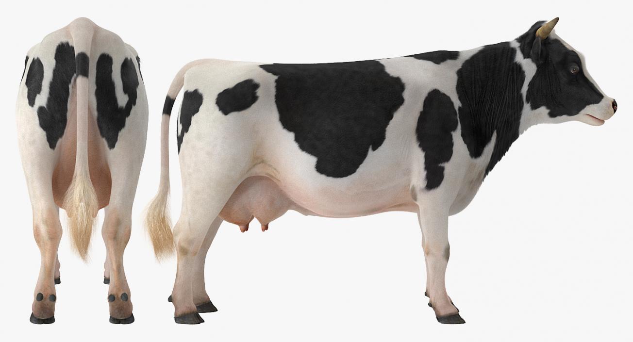 3D model Dairy Cow with Fur Rigged