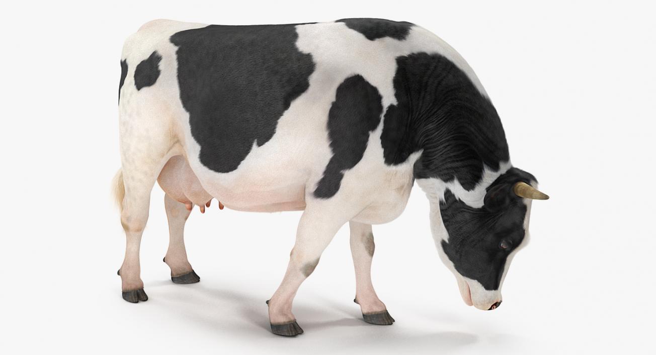 3D model Dairy Cow with Fur Rigged