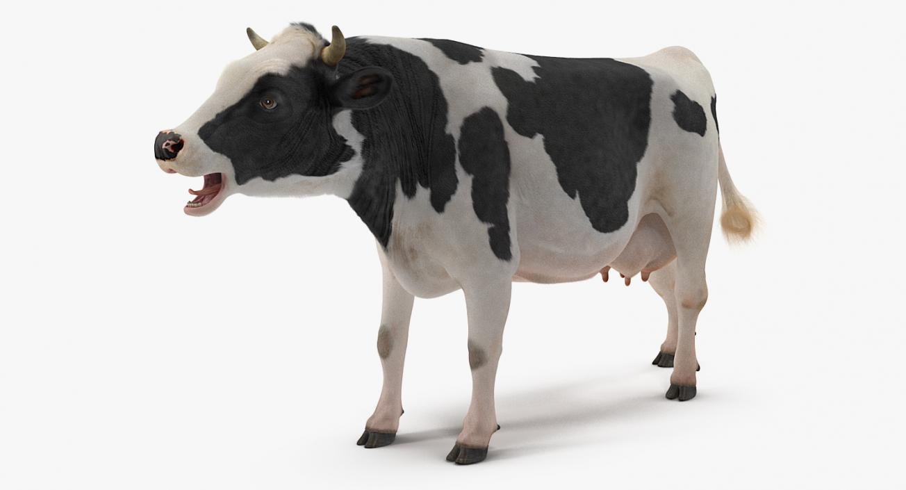 3D model Dairy Cow with Fur Rigged