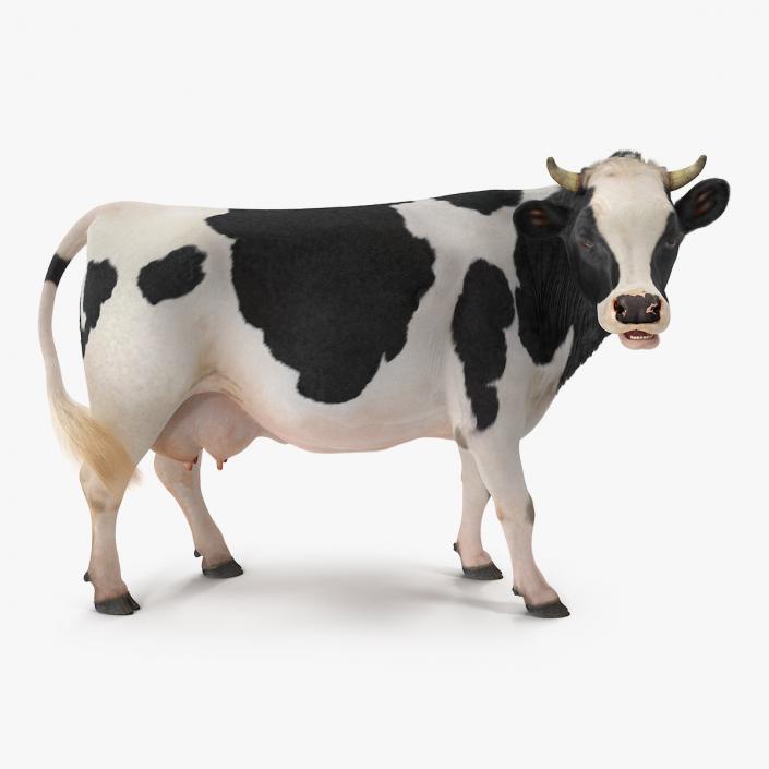 3D model Dairy Cow with Fur Rigged