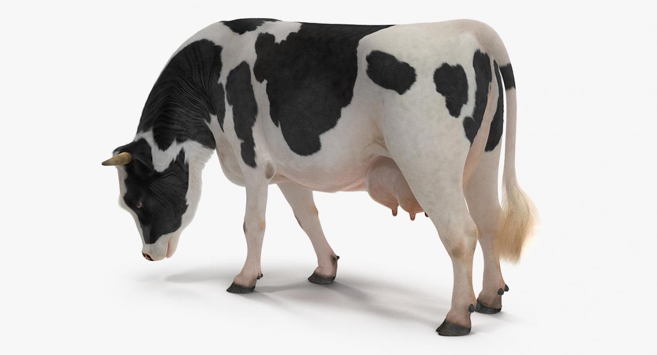 3D model Dairy Cow with Fur Rigged