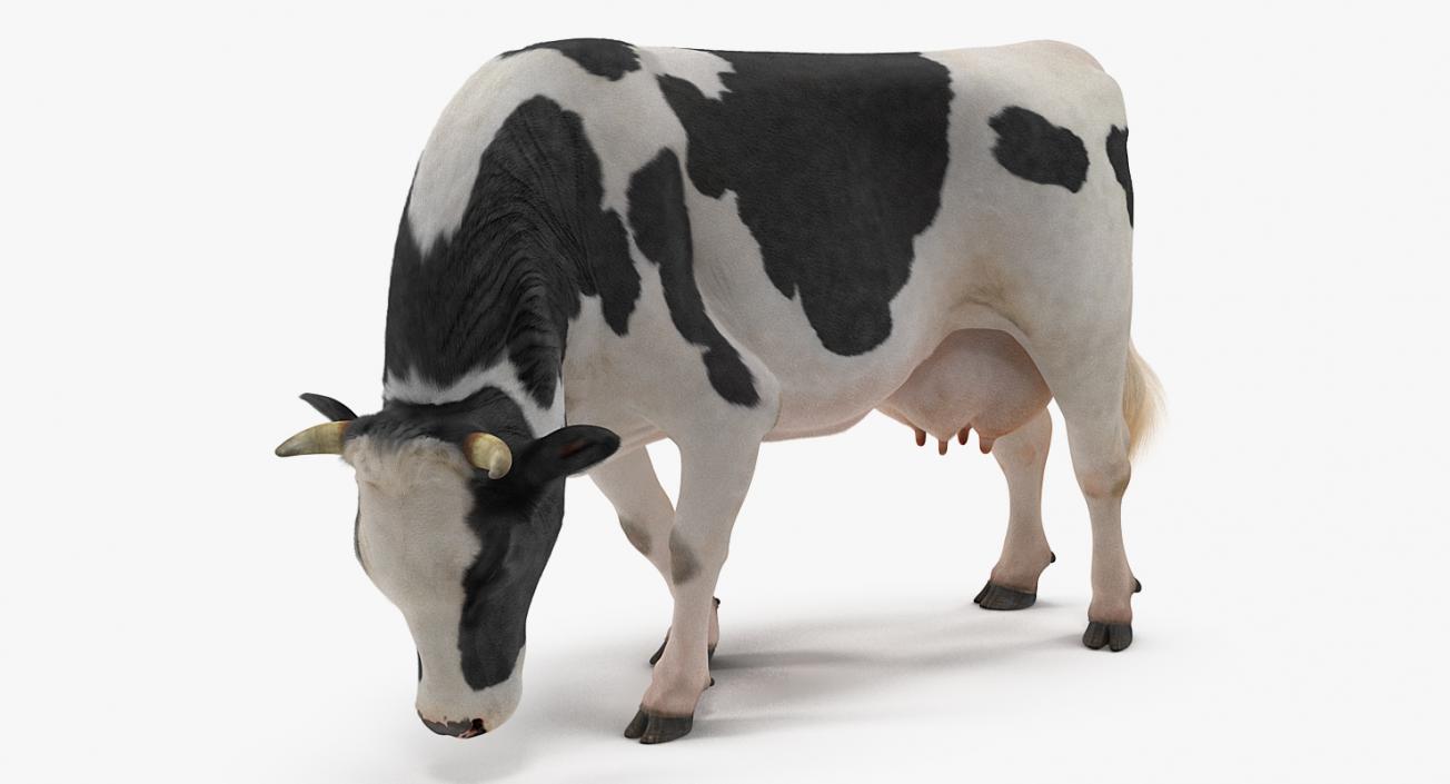 3D model Dairy Cow with Fur Rigged