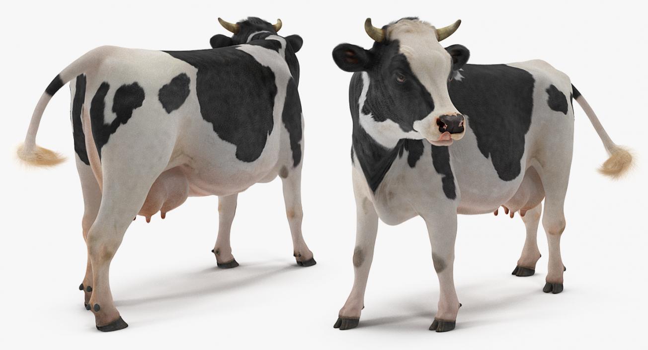 3D model Dairy Cow with Fur Rigged