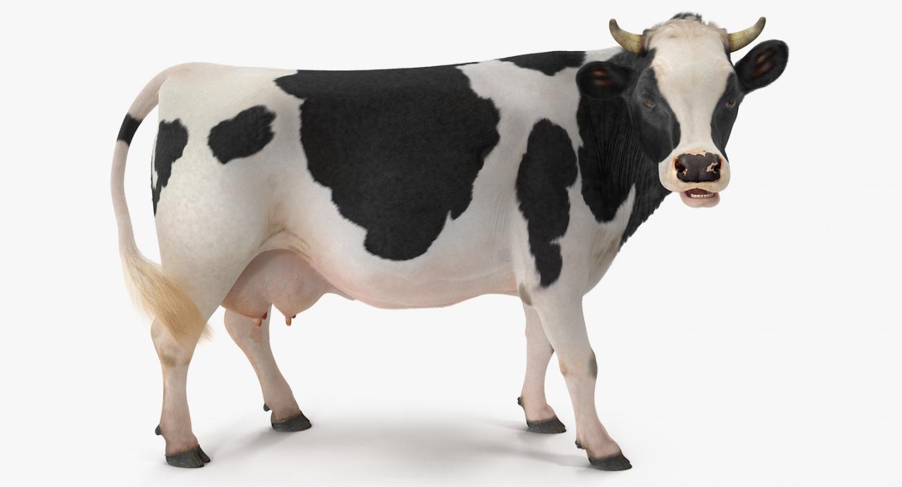 3D model Dairy Cow with Fur Rigged