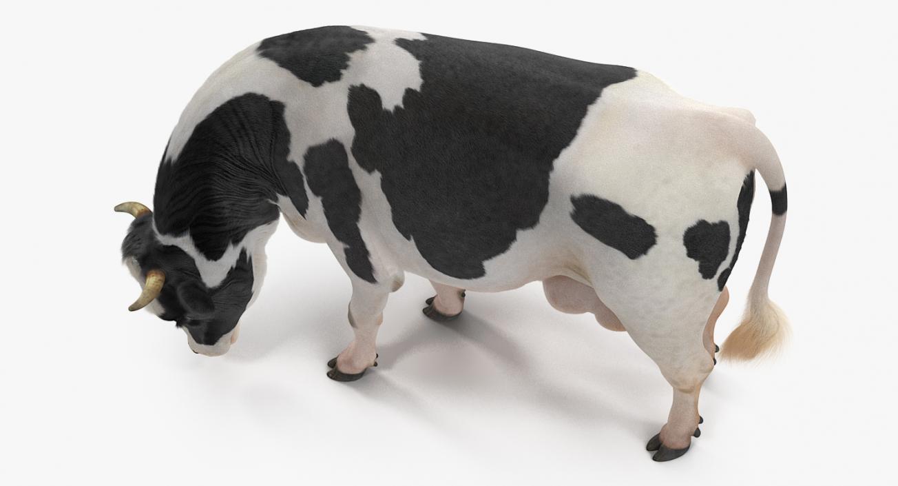 3D model Dairy Cow with Fur Rigged