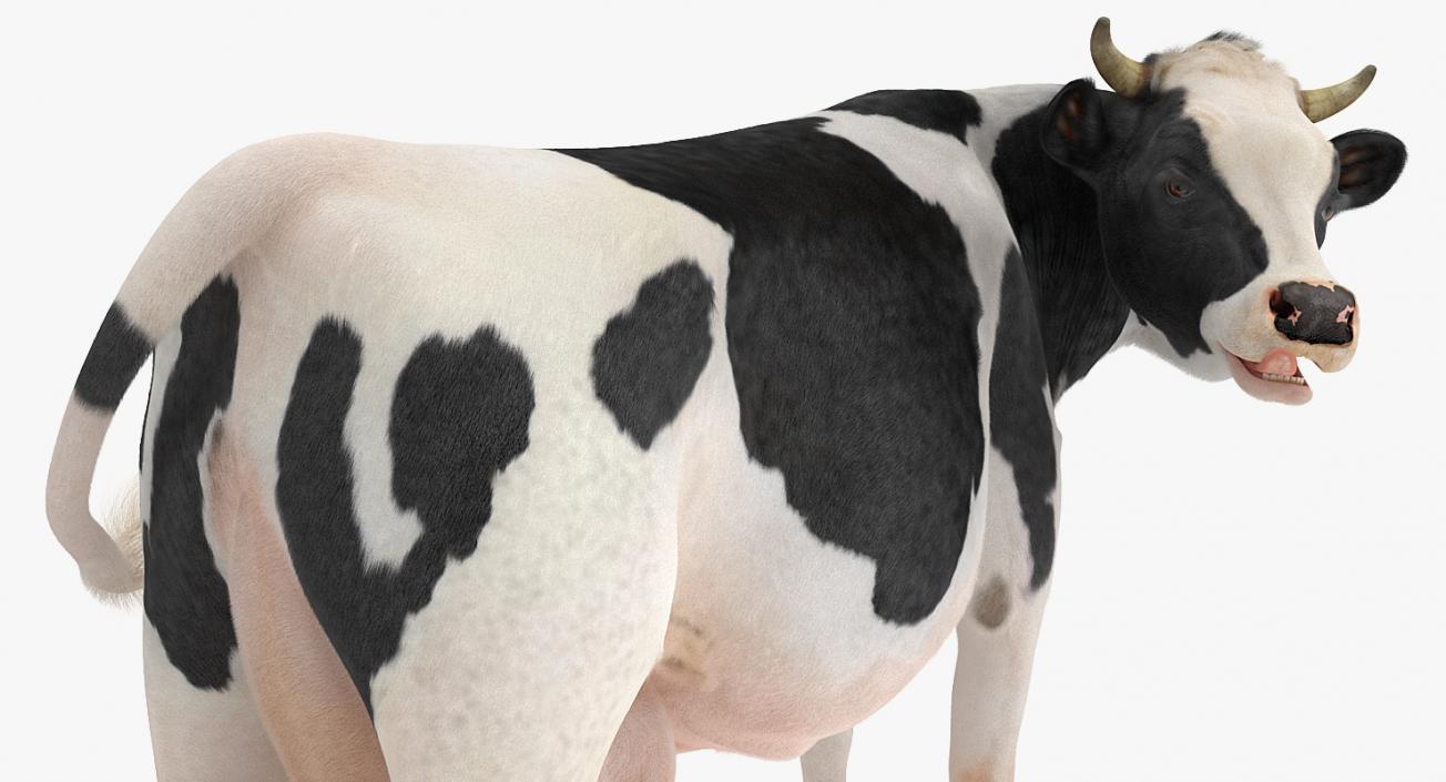 3D model Dairy Cow with Fur Rigged