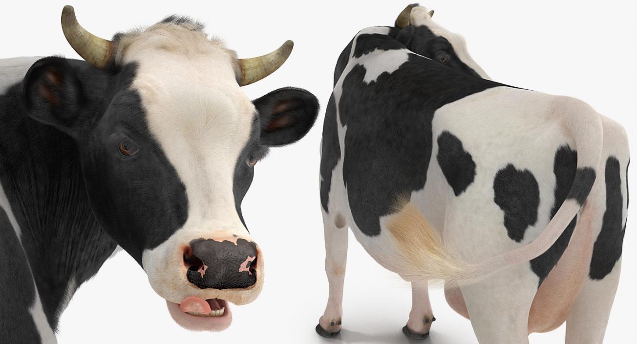 3D model Dairy Cow with Fur Rigged