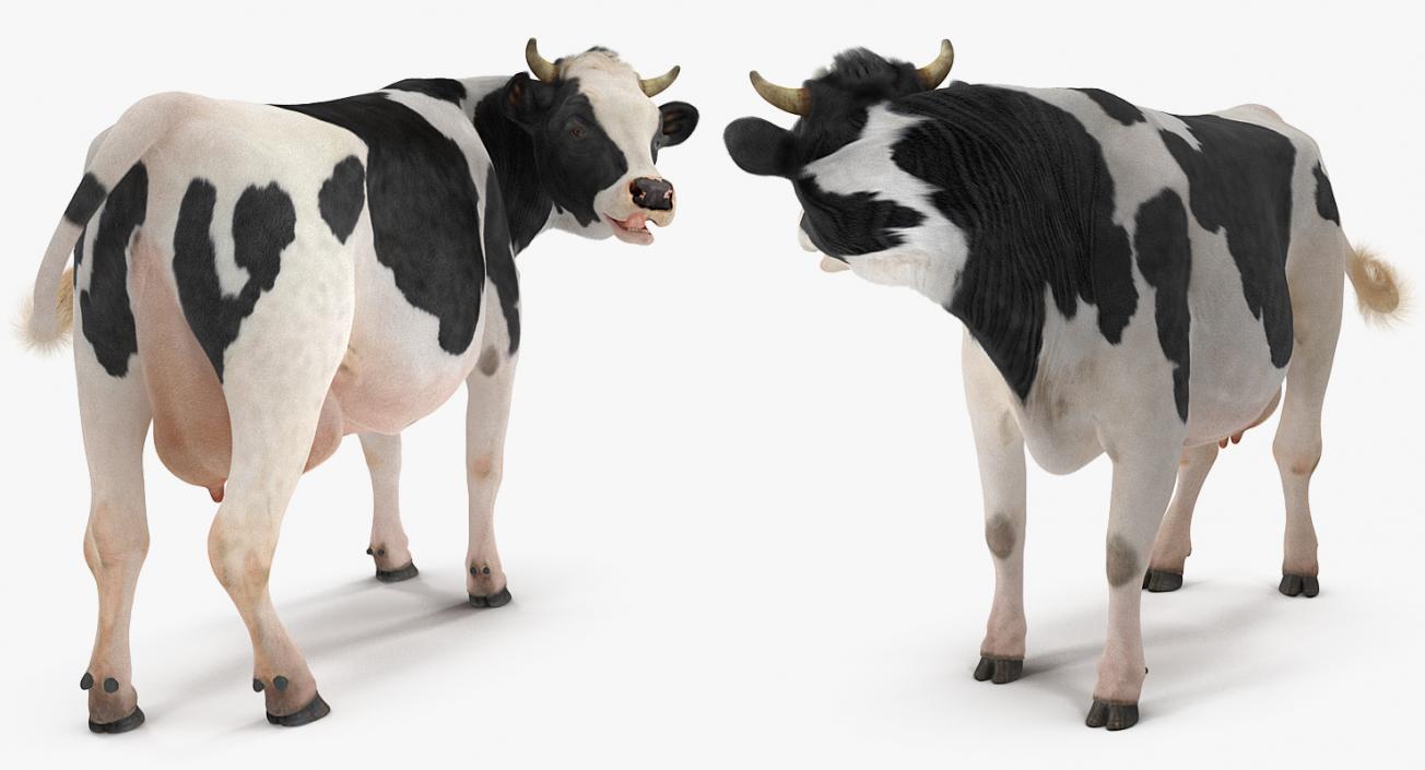 3D model Dairy Cow with Fur Rigged