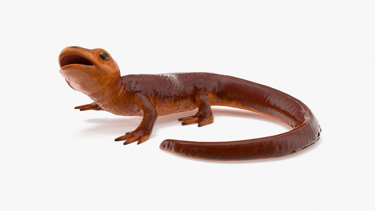 3D model Orange-bellied Newt Rigged for Maya