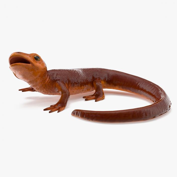 3D model Orange-bellied Newt Rigged for Maya