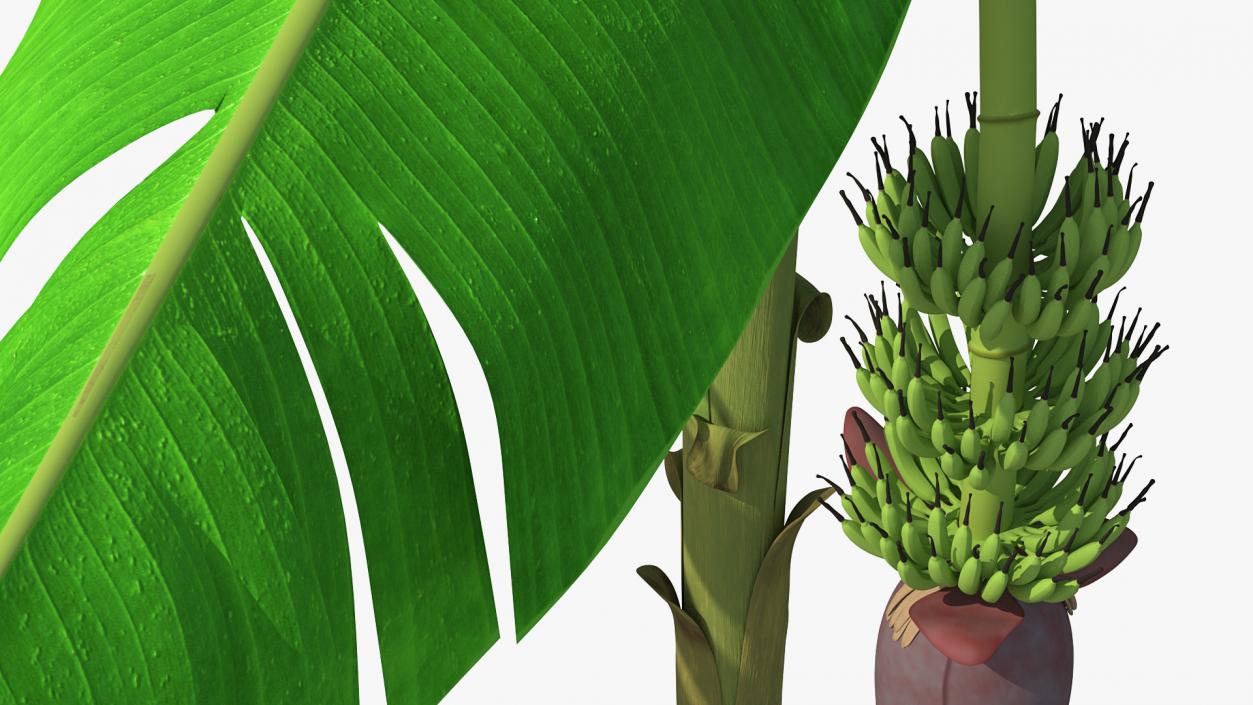 3D Blooming Banana Tree with Green Banana Cluster