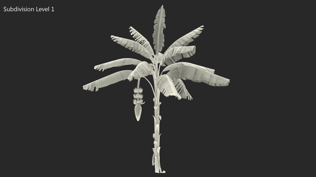 3D Blooming Banana Tree with Green Banana Cluster