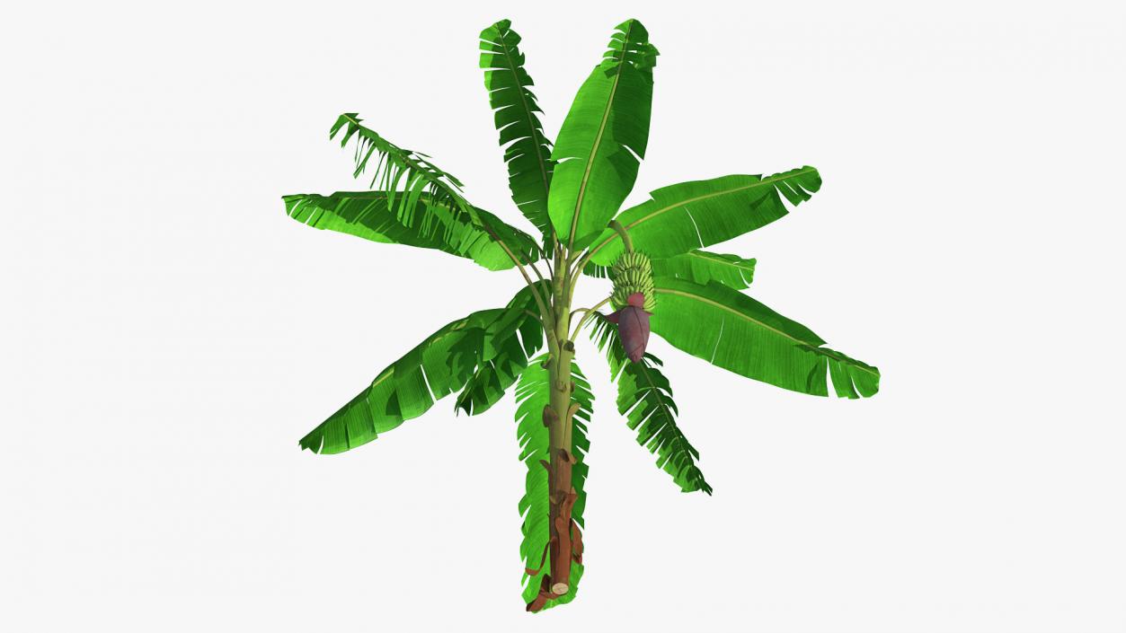 3D Blooming Banana Tree with Green Banana Cluster