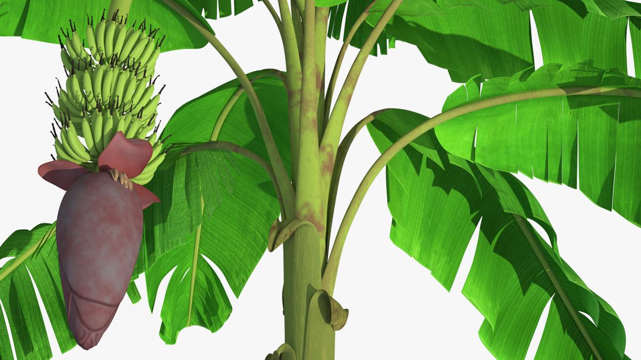 3D Blooming Banana Tree with Green Banana Cluster