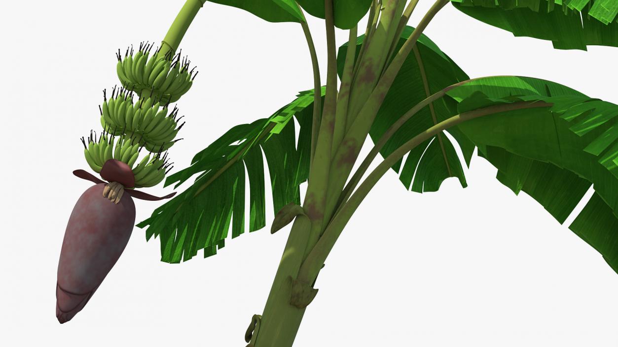 3D Blooming Banana Tree with Green Banana Cluster