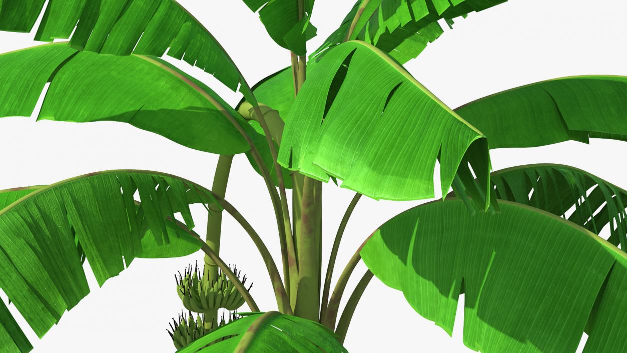 3D Blooming Banana Tree with Green Banana Cluster