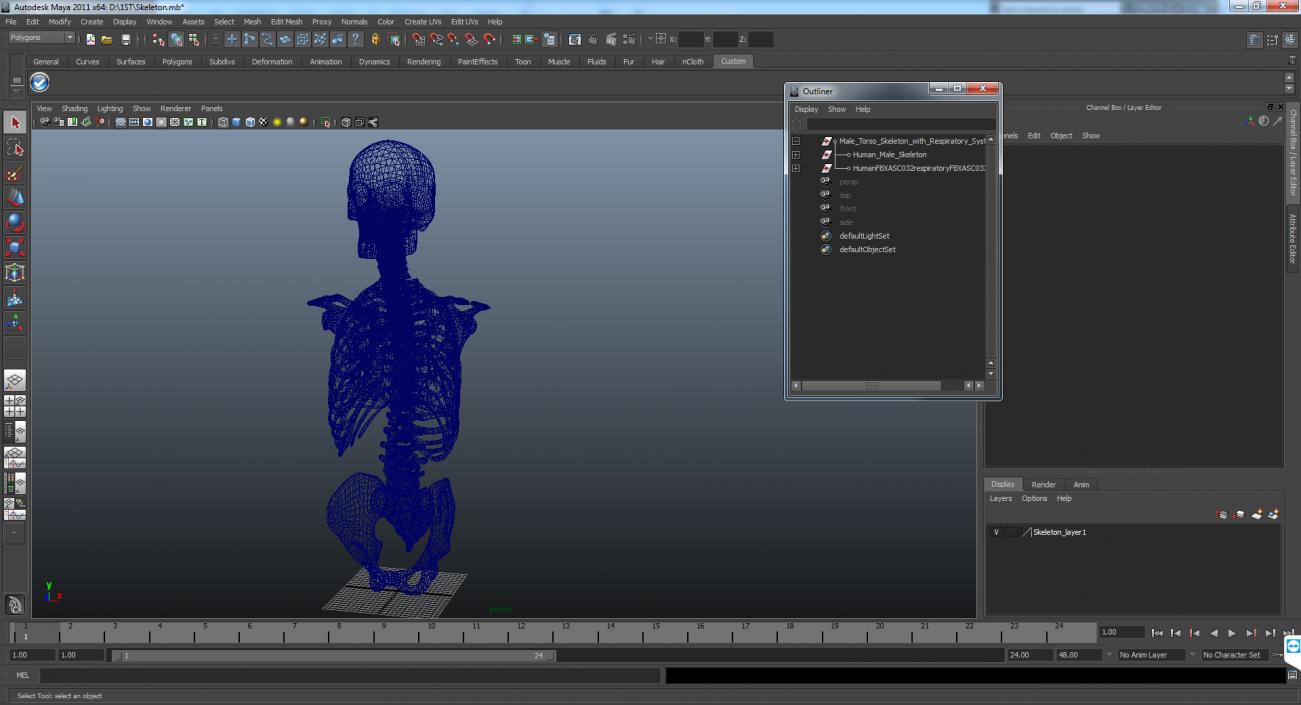 3D Male Torso Skeleton with Respiratory System model