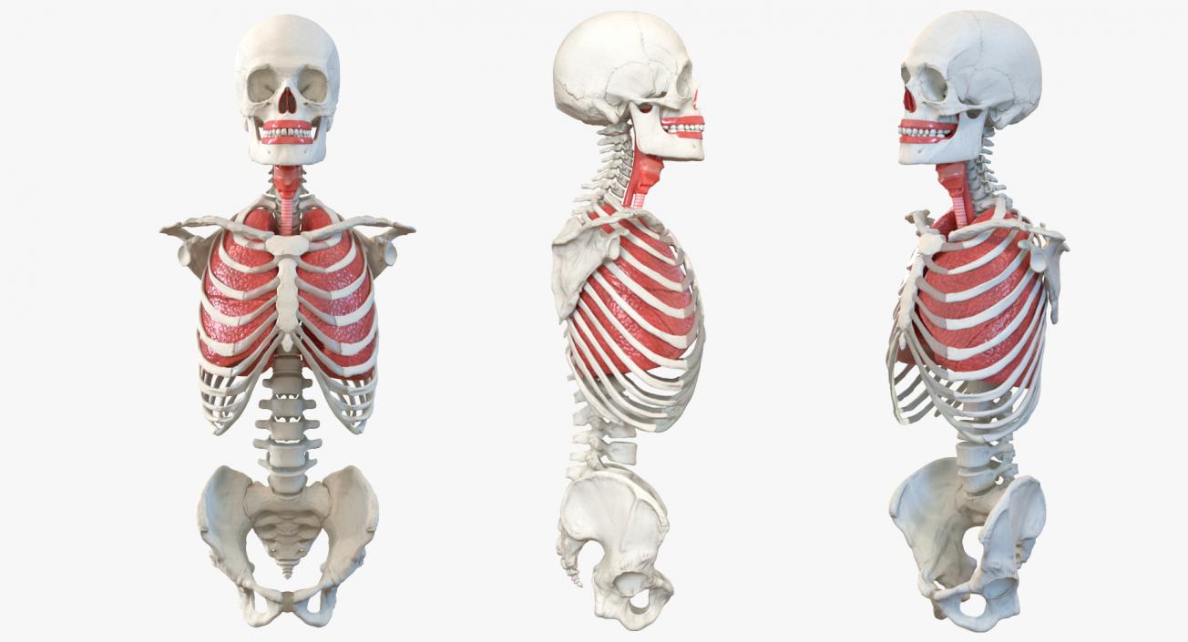 3D Male Torso Skeleton with Respiratory System model