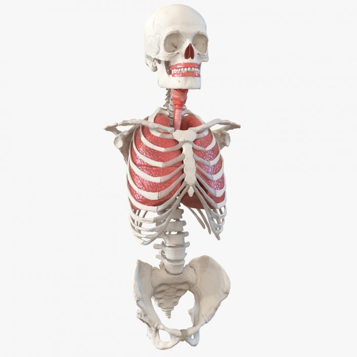 3D Male Torso Skeleton with Respiratory System model