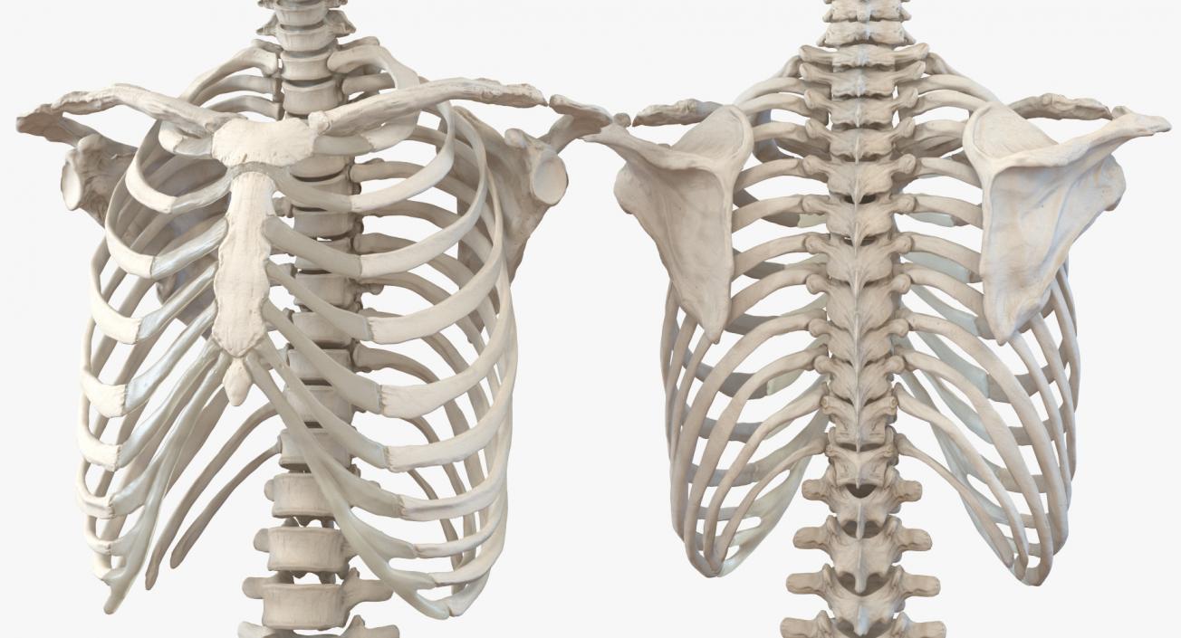 3D Male Torso Skeleton with Respiratory System model