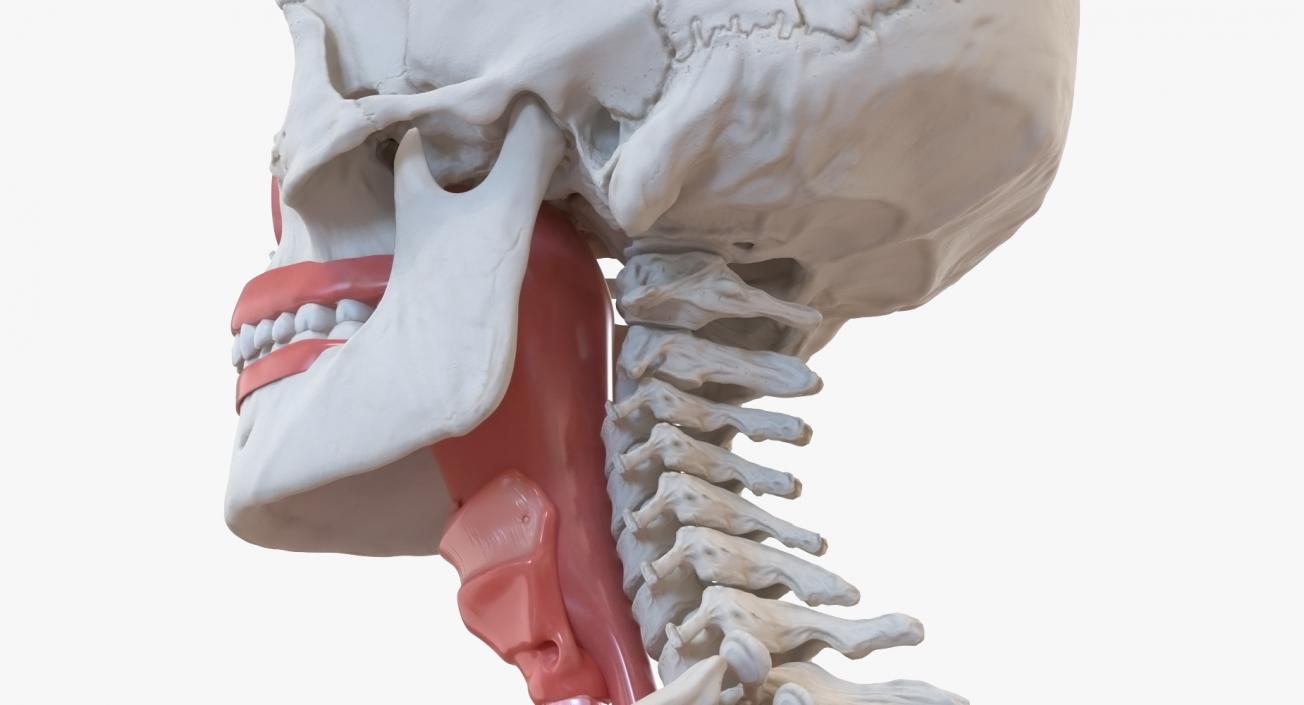 3D Male Torso Skeleton with Respiratory System model