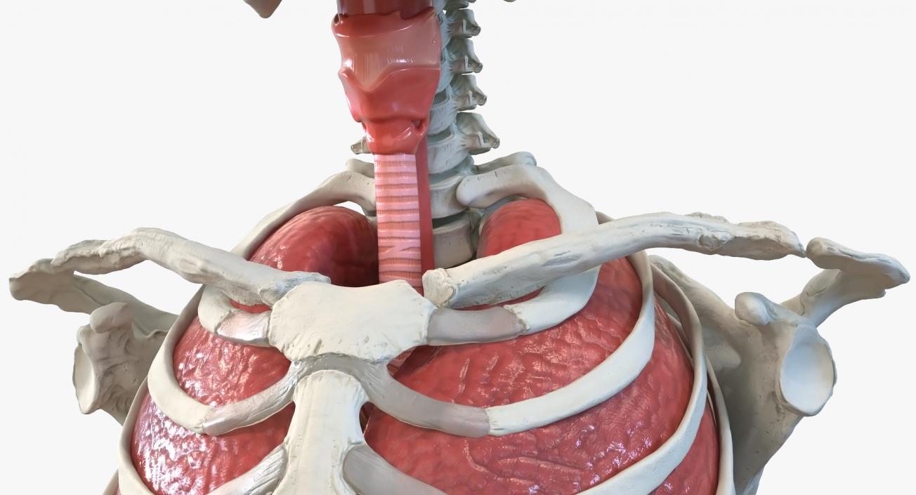 3D Male Torso Skeleton with Respiratory System model