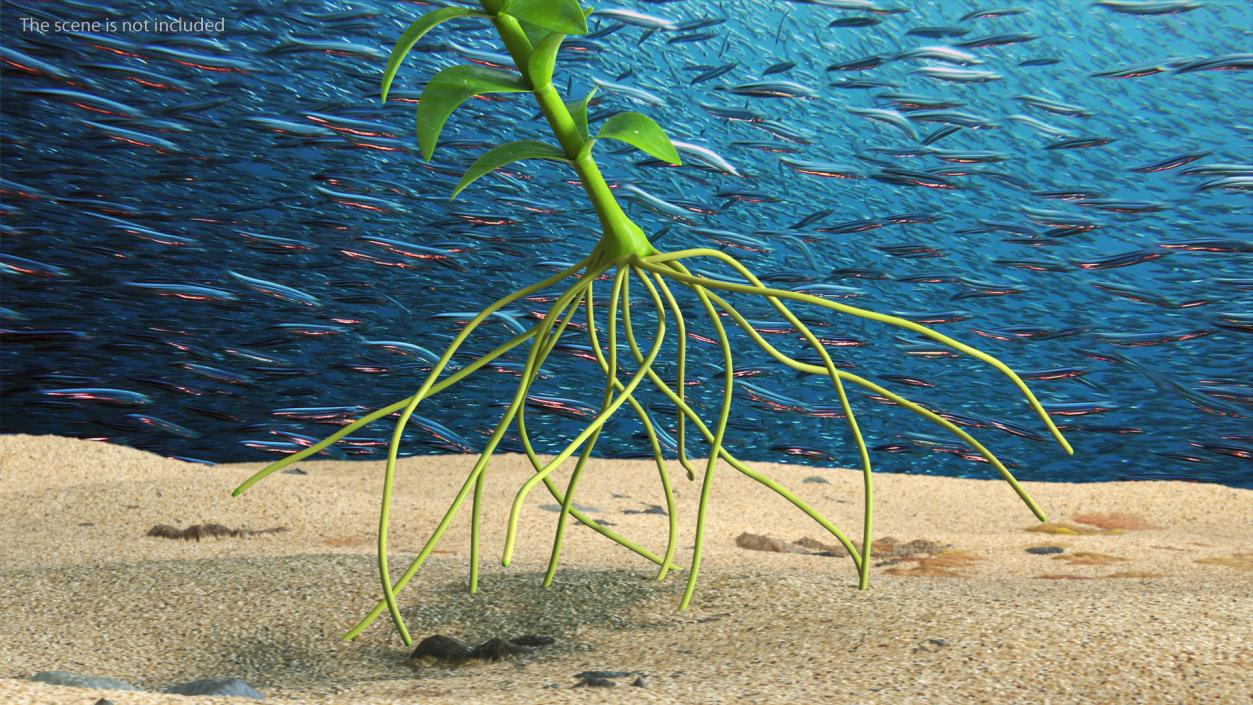 3D Elodea Plant Young model