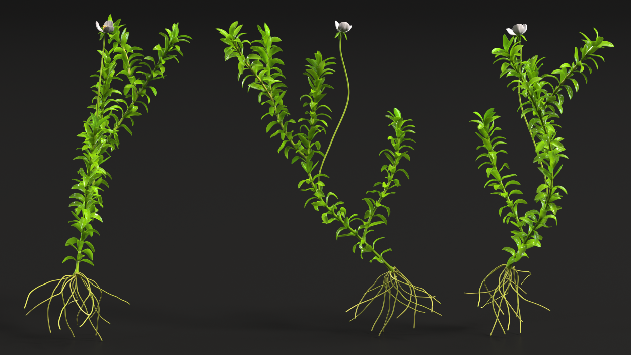 3D Elodea Plant Young model