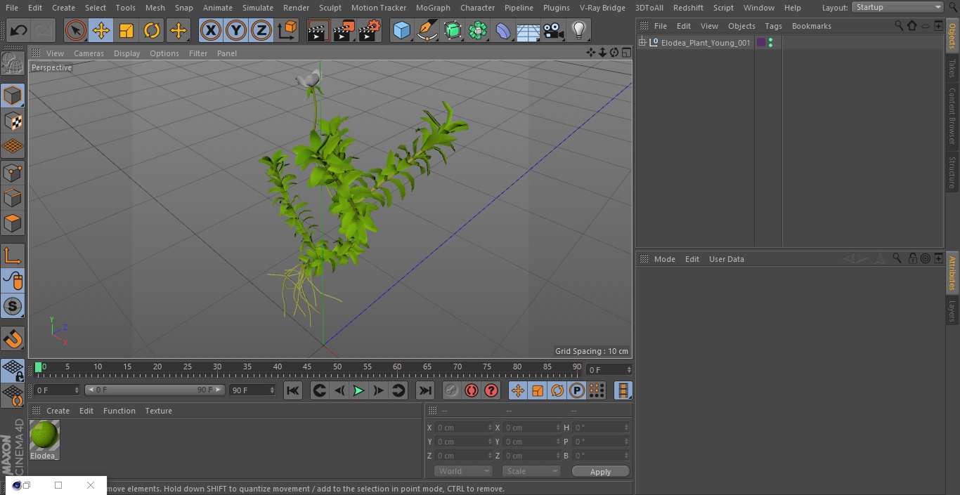 3D Elodea Plant Young model