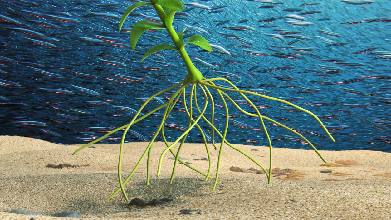 3D Elodea Plant Young model