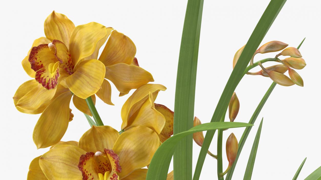 Orchid Pot Yellow 3D