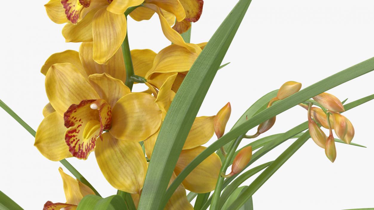 Orchid Pot Yellow 3D