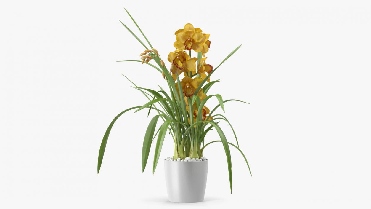 Orchid Pot Yellow 3D