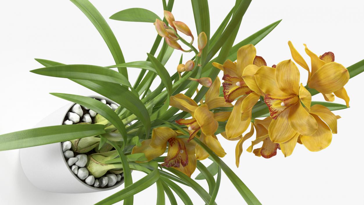 Orchid Pot Yellow 3D