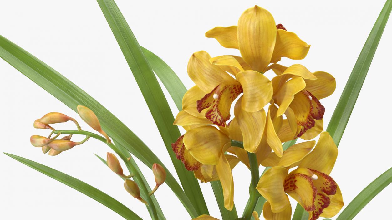 Orchid Pot Yellow 3D