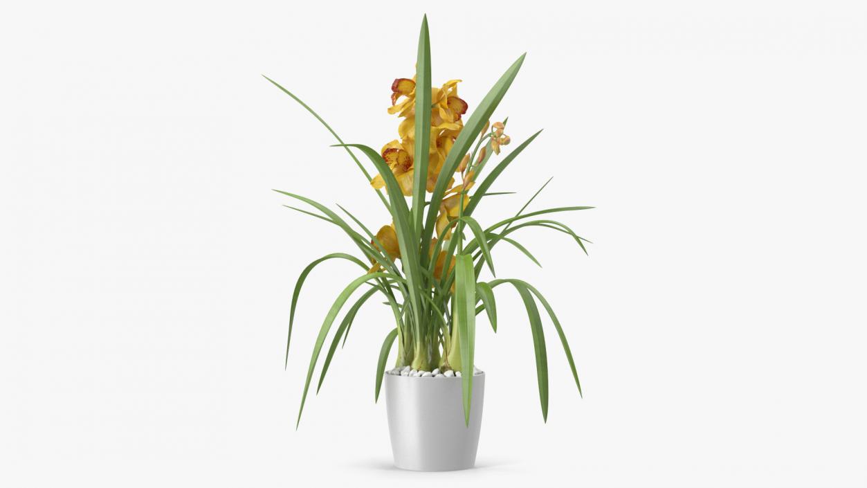 Orchid Pot Yellow 3D