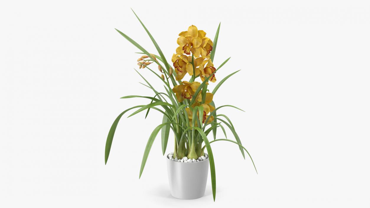 Orchid Pot Yellow 3D