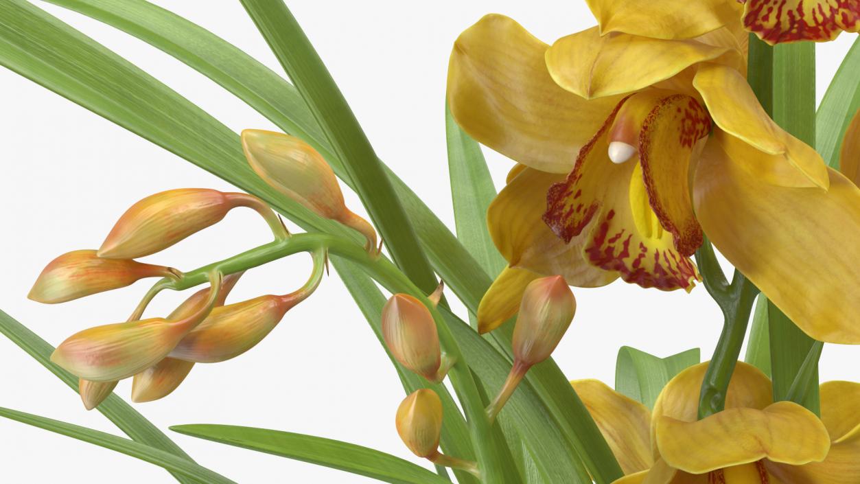 Orchid Pot Yellow 3D