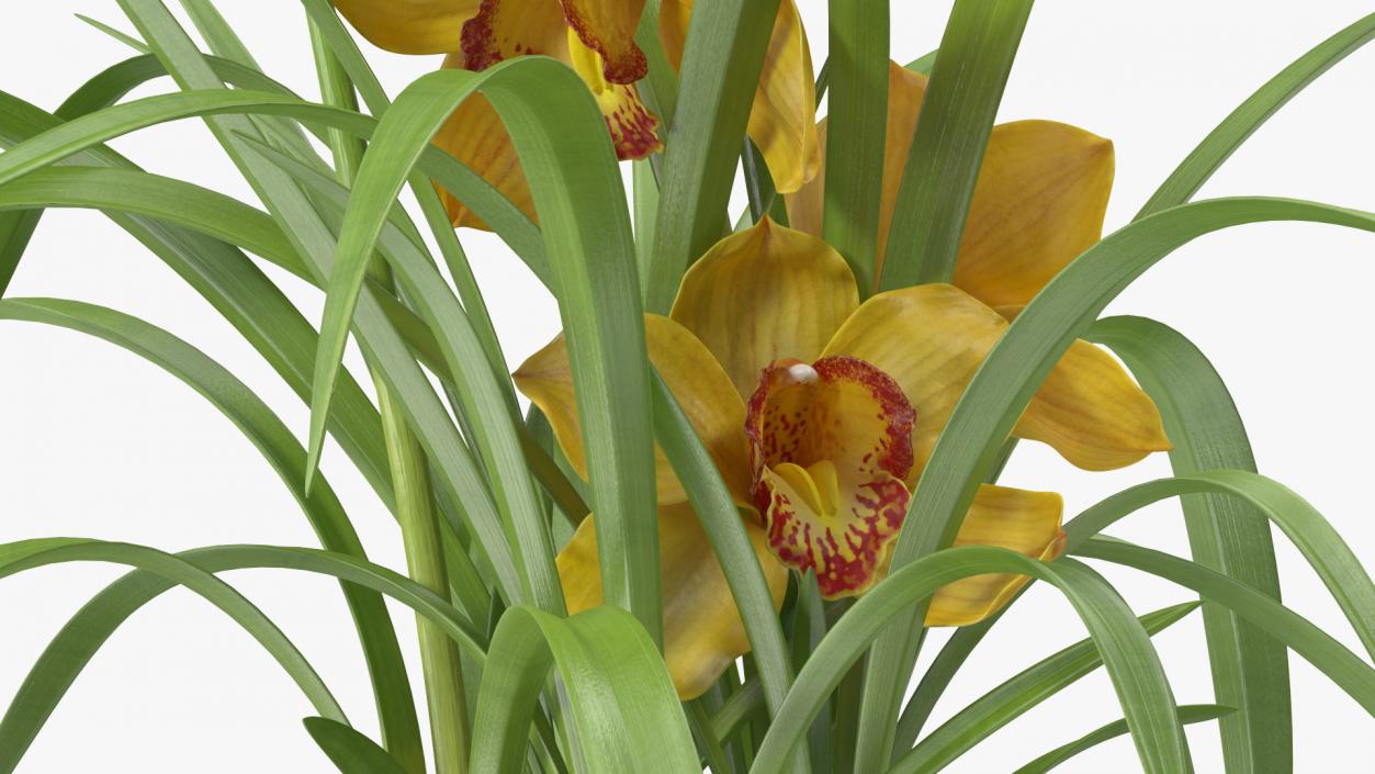 Orchid Pot Yellow 3D