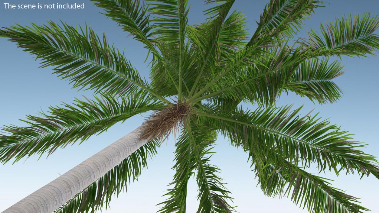 Florida Royal Palm Roystonea Regia 3D model