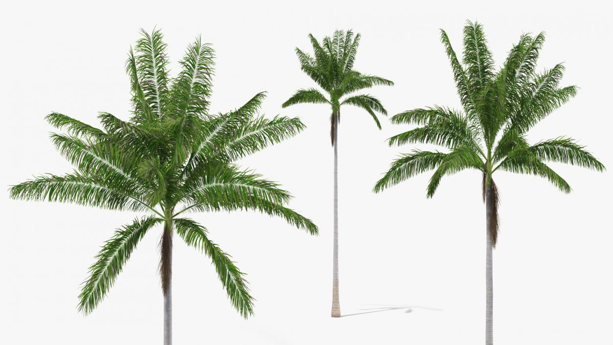 Florida Royal Palm Roystonea Regia 3D model