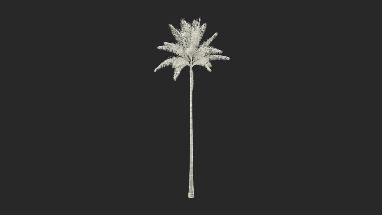 Florida Royal Palm Roystonea Regia 3D model