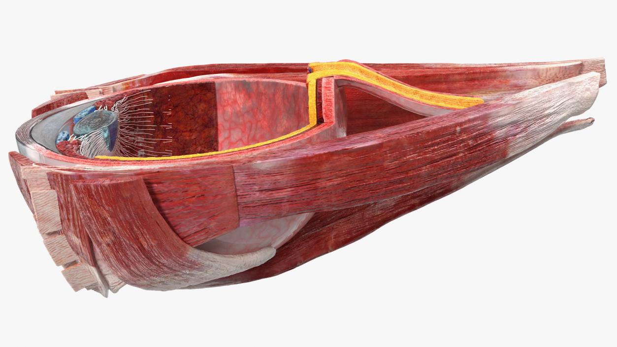 3D Cross-Section of the Human Eye Right Part