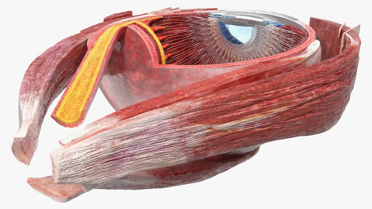 3D Cross-Section of the Human Eye Right Part