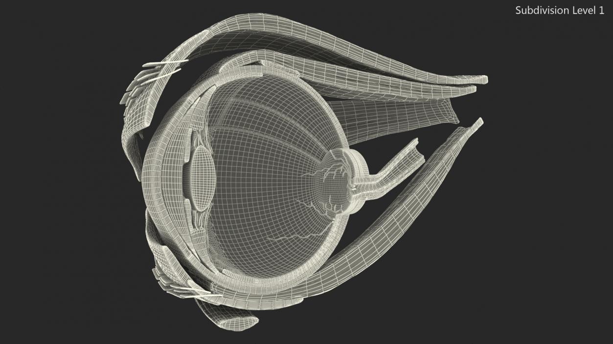 3D Cross-Section of the Human Eye Right Part