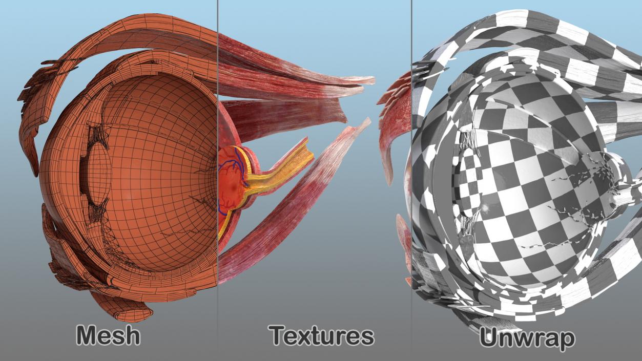 3D Cross-Section of the Human Eye Right Part