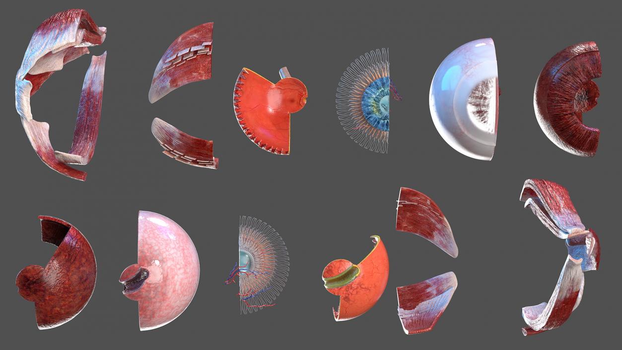 3D Cross-Section of the Human Eye Right Part