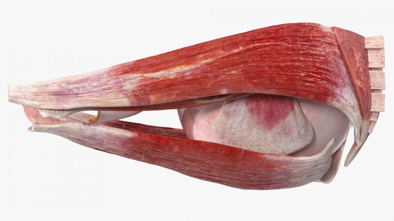 3D Cross-Section of the Human Eye Right Part